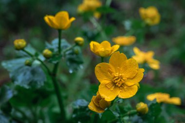 Yağmurlu bir günde yabani çiçekler. Sarı Caltha Palustris grubu baharda yeşil yapraklarla çiçek açıyor. Marsh-marigold. Kingcup İsviçre 'de.