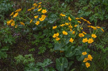 Yağmurlu bir günde yabani çiçekler. Sarı Caltha Palustris grubu baharda yeşil yapraklarla çiçek açıyor. Marsh-marigold. Kingcup İsviçre 'de.