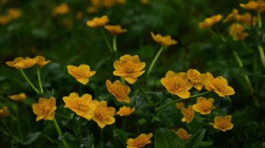 Yağmurlu bir günde yabani çiçekler. İsviçre 'de baharda yeşil yapraklarla açan kadife çiçeği. Gerçek zamanlı..