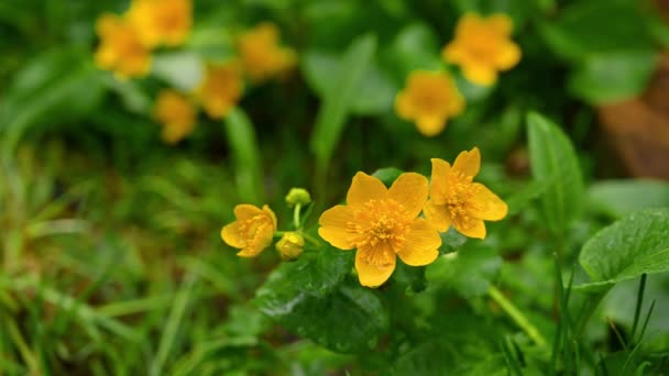 Άγρια Λουλούδια Τις Βροχερές Μέρες Marsh Marigold Ανθίζει Πράσινα Φύλλα — Αρχείο Βίντεο