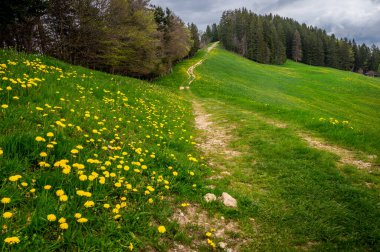 Çiçekli karahindibalarla dolu bir çayır. Sarı çiçekler, ağaçlar, dağ, patika ve bulutlar. Les Pleiades, Vaud Canton, İsviçre.