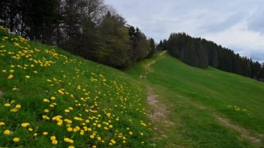 Çiçekli karahindibalarla dolu bir çayır. Sarı çiçekler, ağaçlar, dağ, patika ve bulutlar. Les Pleiades, Vaud Canton, İsviçre. Gerçek zamanlı..