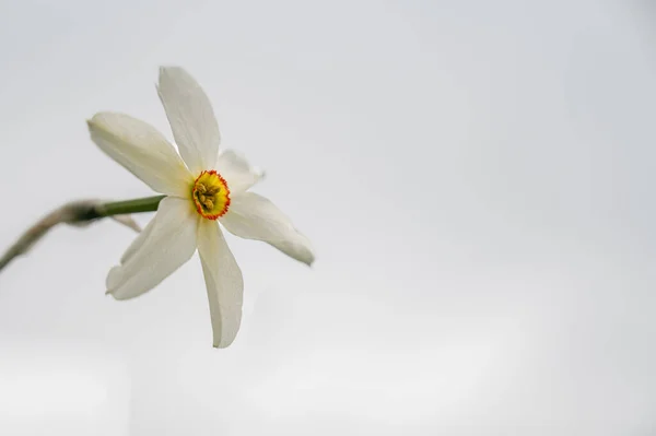 Narcissus Poeticus Suiza Narciso Blanco Salvaje Floreciendo Con Fondo Blanco — Foto de Stock