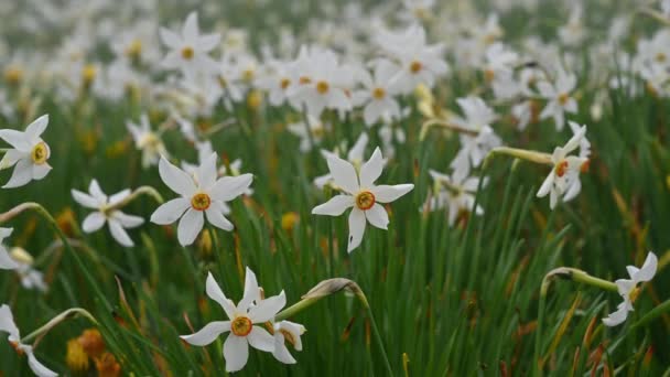 Narcissus Radiiflorus Sviçre Narcissus Şiiri Vahşi Beyaz Narsist Çiçek Açıyor — Stok video