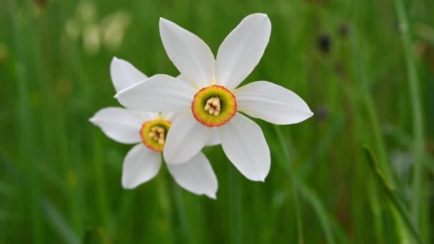 Narciso Radiiflorus Narciso Poetico Svizzera Fioritura Fiori Narciso Bianco Selvatico — Video Stock
