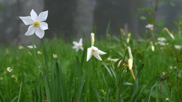 Narciso Radiiflorus Narcissus Poeticus Suiza Flor Narciso Blanco Salvaje Floreciendo — Vídeo de stock