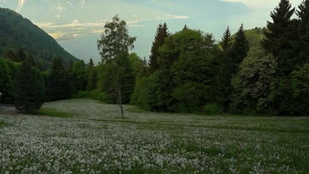 Landskap Med Berg Och Himmel Vita Påskliljor Blommar Våren Narcissus — Stockvideo