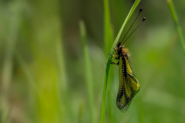 Closeup One Wild Libelloides Coccajus Yellow Wings Black Antennae Sitting — Stock Photo, Image