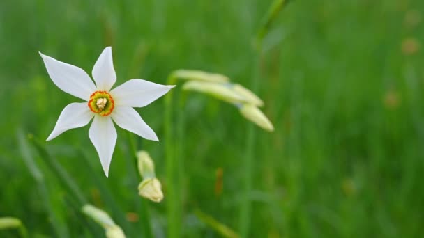Egy Nárcisz Radiiflorusz Narcissus Poeticus Svájcban Vad Fehér Nárciszvirág Virágzik — Stock videók