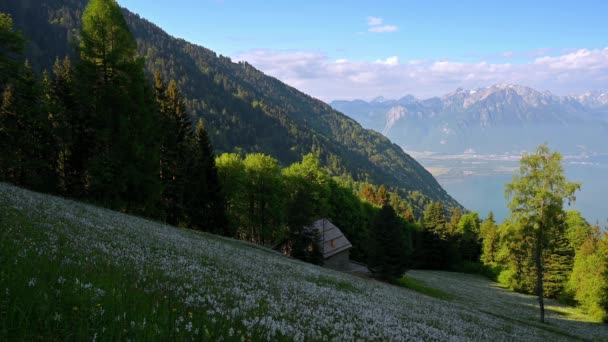 高山和天空的风景 白色的水仙花盛开 纳西斯的诗意 野鸡的眼睛 瑞士蒙特勒 — 图库视频影像