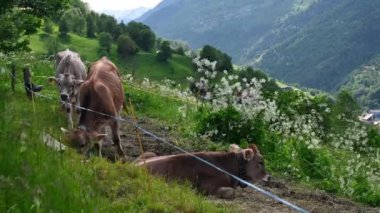 Dağdaki inek. İsviçre 'deki çayırlarda otlayan kahverengi sığırlar. Braunvieh 'in gerçek zamanı. İsviçre Kahverengisi. Grengiols, Valais Kantonu, İsviçre.