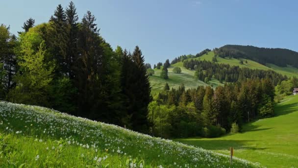 Paysage Avec Montagnes Ciel Jonquilles Blanches Floraison Printemps Narcisse Poétique — Video