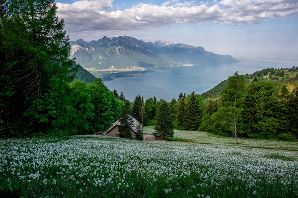 Krajobraz Górami Niebem Białe Żonkile Kwitną Wiosną Narcyz Poetycki Oko — Zdjęcie stockowe