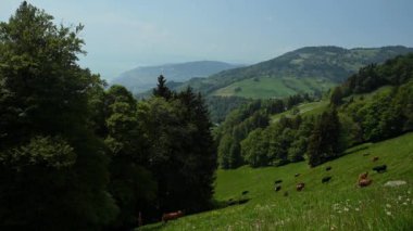 Dağlarla ve gökyüzüyle manzara. Baharda açan beyaz nergisler. Narcissus şiiri. Sülün gözü. Montreux, İsviçre. Gerçek zamanlı..