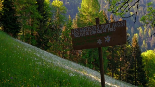 스위스의 아름다운 야생화 표지가 프랑스어로 초원을 — 비디오