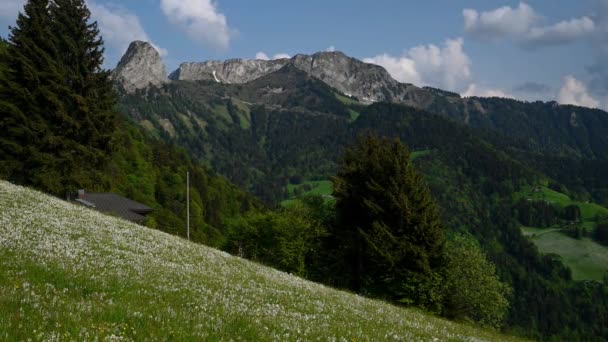 Paesaggio Con Montagne Fiori Narcisi Bianchi Fioritura Primavera Narciso Poetico — Video Stock
