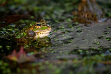 Sudaki kurbağa. Ağlayan bir havuz kurbağası bitkisel hayatta ağzının her iki tarafında da ses keseleri var. Pelophylax dersi..