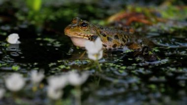 Kurbağa ağlıyor. Suda bir Avrupa kurbağası. Pelophylax Dersi, şişirilmiş ses kesesiyle arıyor. Üreyen erkek havuz kurbağası. Bataklık Kurbağası. Gerçek zamanlı..