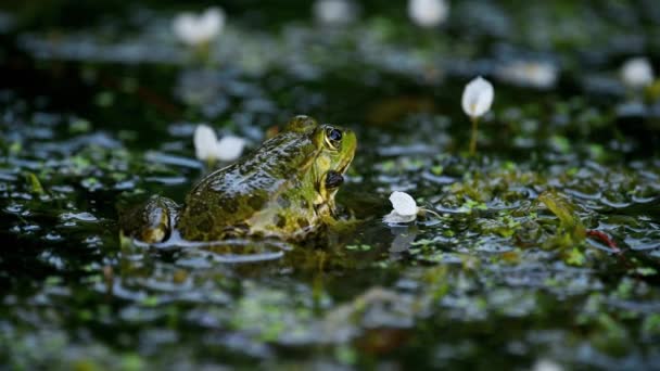 Frog Crying One European Frog Water Pelophylax Lessonae Calling Inflated — Stock Video