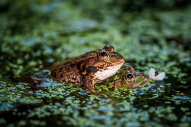 Sudaki kurbağa. İki havuz kurbağası. Pelophylax dersi. Avrupa kurbağası.