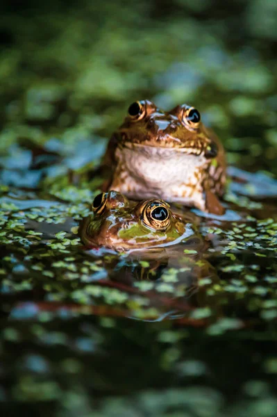 青蛙在水里 两只池塘青蛙在游泳 凤尾鱼 欧洲青蛙 — 图库照片
