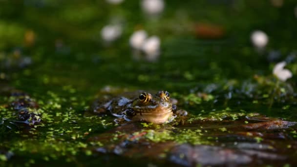 Žabí Pláč Jedna Evropská Žába Vodě Pelophylax Lessonae Volá Nafouknutým — Stock video