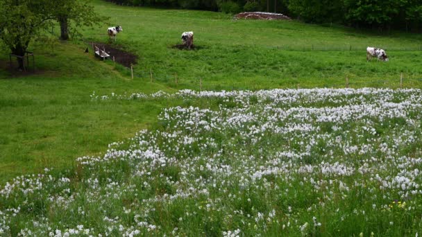 Nekler Dağda Beyaz Çiçeklerle Çayırlarda Yürüyen Sığırlar Narcissus Şiiri Sülün — Stok video