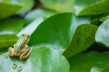 Kurbağa dinleniyor. Bir yeşil havuz kurbağası yaprağın üzerinde oturuyor. Pelophylax dersi. Nilüfer yaprağı üzerinde Avrupa kurbağası. Nymphaea yaprağıyla bataklık kurbağası.