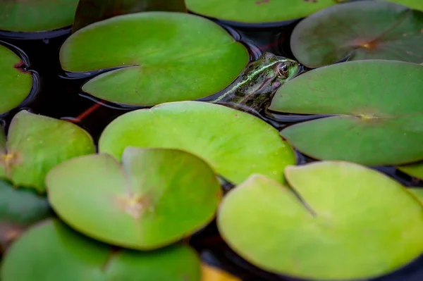 青蛙休息 一只绿色的池塘蛙坐在树叶上 凤尾鱼 欧洲青蛙在睡莲叶上 沼泽蛙 有龙舌兰叶 — 图库照片