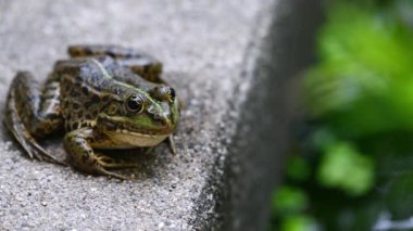Kurbağa dinleniyor. Bir yeşil havuz kurbağası yerde oturuyor. Pelophylax derslerinin gerçek zamanı. Avrupa kurbağası.
