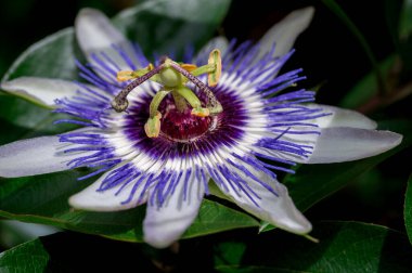 Tutku çiçeğine yakın plan. Passiflora caerulea çiçek açıyor. Mavi tutku çiçeği. Mavi çarkıfelek çiçeği. Ortak bir tutku çiçeği.