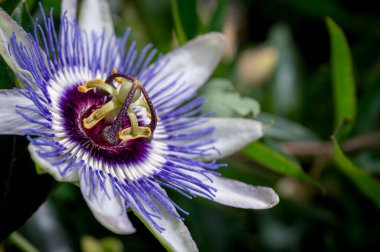 Tutku çiçeğine yakın plan. Passiflora caerulea çiçek açıyor. Mavi tutku çiçeği. Mavi çarkıfelek çiçeği. Ortak bir tutku çiçeği.