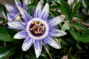 Tutku çiçeğine yakın plan. Passiflora caerulea çiçek açıyor. Mavi tutku çiçeği. Mavi çarkıfelek çiçeği. Ortak bir tutku çiçeği.