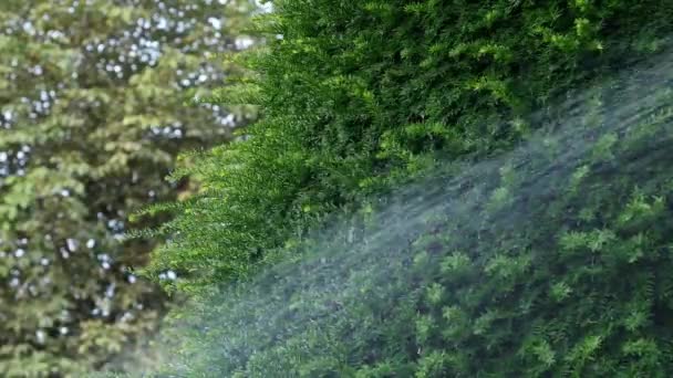 Close Planta Rega Verão Quente Gotas Água Folhas Sprinkler Pulverizando — Vídeo de Stock