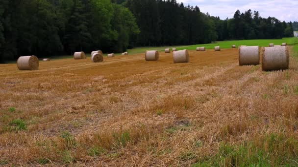 Hay Bales Field Straw Bales Sky Car Forest Real Time — Stock Video