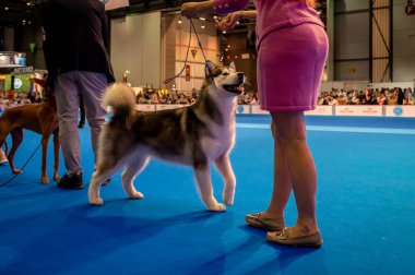 Cenevre, Cenevre Kantonu, İsviçre - 27 Ağustos 2023: Dünya Köpek Fuarı sırasında köpek eğitmeni.