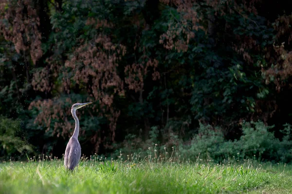ヘロン パーチング ある灰色のハーモンが草の上に立っている アルデア シネレア — ストック写真