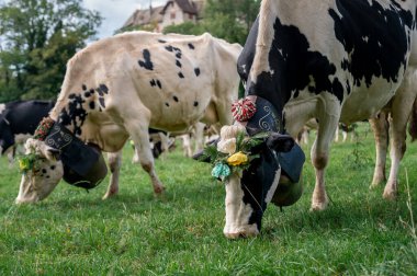 Çiçeklerle süslenmiş İsviçre inekleri ve kocaman inek çanları. Desalpes töreni. Holstein Friesian. Blonay, Vaud Canton, İsviçre.