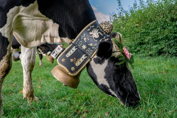 Çiçeklerle süslenmiş İsviçre inekleri ve kocaman inek çanları. Desalpes töreni. Holstein Friesian. Blonay, Vaud Canton, İsviçre.