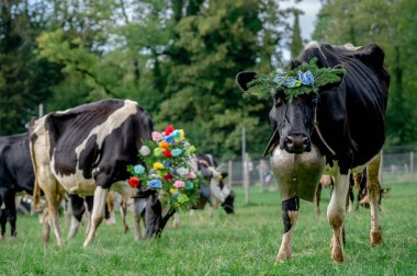 Çiçeklerle süslenmiş İsviçre inekleri ve kocaman inek çanları. Desalpes töreni. Holstein Friesian. Blonay, Vaud Canton, İsviçre.