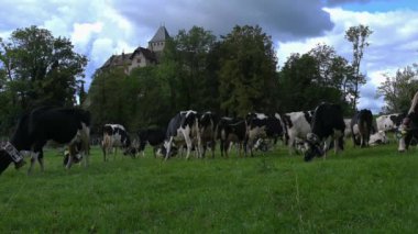 Çiçeklerle süslenmiş İsviçre inekleri ve kocaman inek çanları. Desalpes töreni. Holstein Friesian. Blonay, Vaud Canton, İsviçre. Gerçek zamanlı..