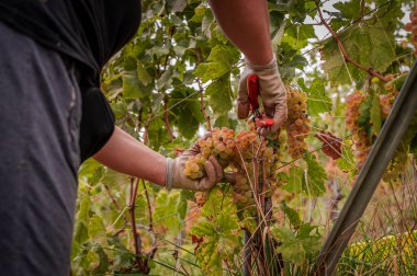 Eldivenli eller bağbozumunda üzüm topluyor. İnsanlar Chasselas 'ı kesmek için secateurs kullanıyor. Lavaux, Vaud Canton, İsviçre.