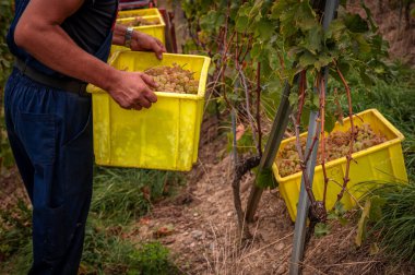 Üzüm bağlarında üzüm hasadı. Şarap üreticisi elinde beyaz Chasselas üzümlü bir kutu tutuyor. Lavaux, Vaud Canton, İsviçre.