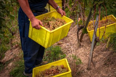 Üzüm bağlarında üzüm hasadı. Şarap üreticisi elinde beyaz Chasselas üzümlü bir kutu tutuyor. Lavaux, Vaud Canton, İsviçre.