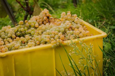 Kutuda üzüm topluyorum. Sonbaharda üzüm bağında beyaz Chasselas üzümleri. Lavaux, Vaud Canton, İsviçre..