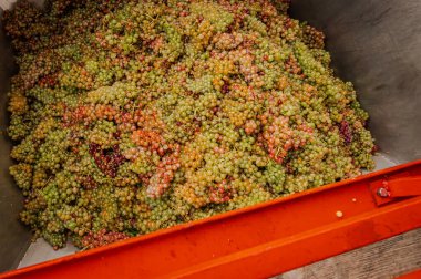 Kutuda üzüm topluyorum. Sonbaharda üzüm bağında beyaz Chasselas üzümleri. Lavaux, Vaud Canton, İsviçre..