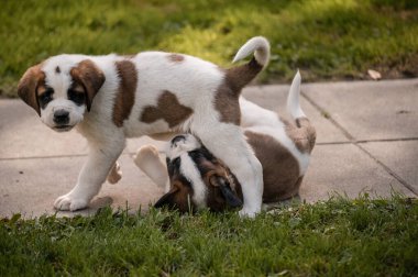 Bir köpek portresi. Çayırda oynayan iki beyaz ve kahverengi Saint Bernard köpeği. Aziz Bernard. İsviçre 'de Alp Spaniel.