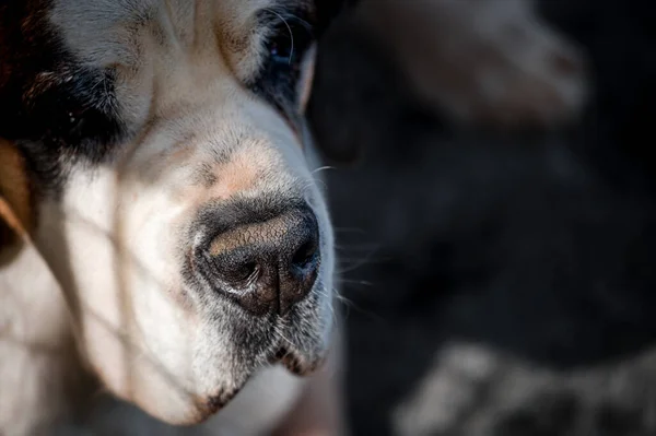 Close-up of a dog\'s nose. One white and brown Saint Bernard dog. St. Bernard. Alpine Spaniel.