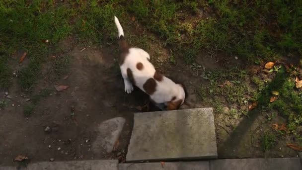 Pies Kopie Dziurę Ziemi Dwa Białe Brązowe Szczeniaki Saint Bernard — Wideo stockowe