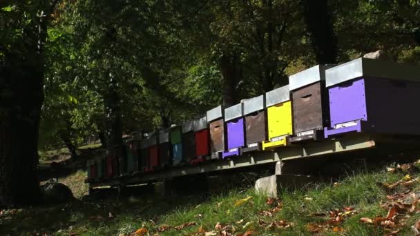 秋天蜂窝里的蜜蜂 蜂群蜂拥而至 在木制蜂箱上涂上活跃的蜜蜂 蜜蜂飞舞 — 图库视频影像